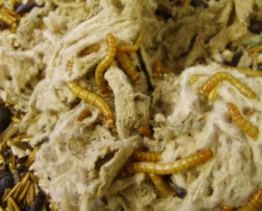 Tenebrio molitor