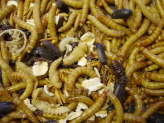 Tenebrio molitor