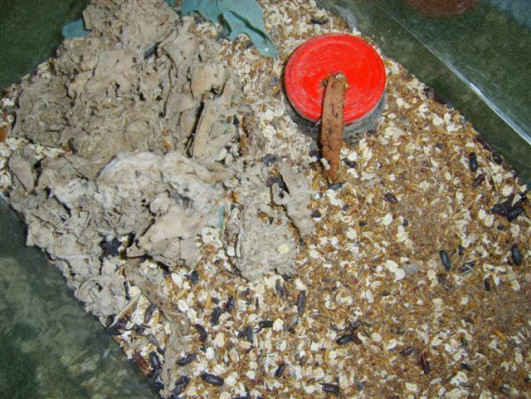 Tenebrio molitor