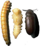Tenebrio molitor