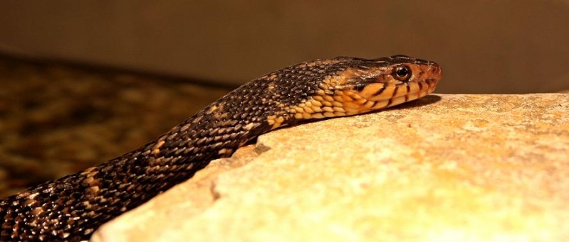 Nerodia fasciata