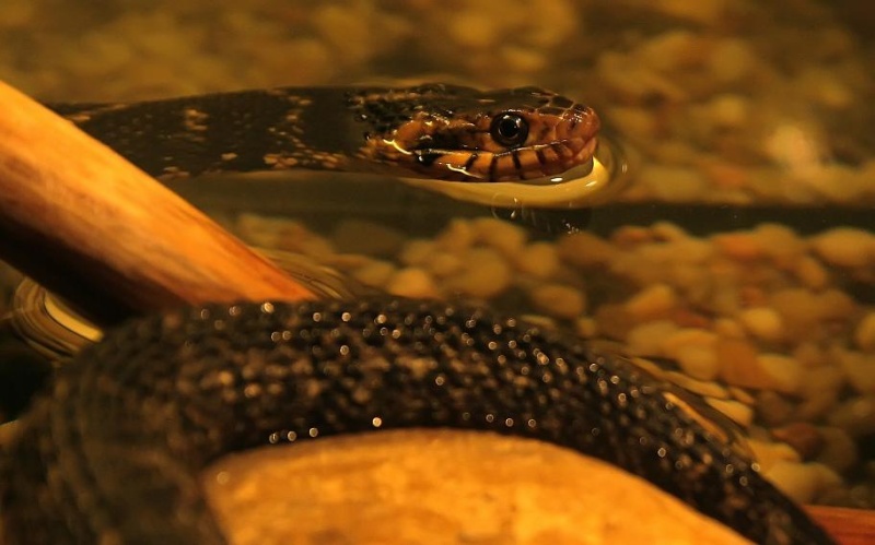 Nerodia fasciata