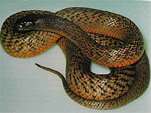 Oxyuranus microlepidotus - Inland taipan