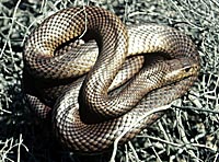Pseudonaja textilis
