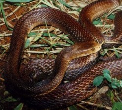 Oxyuranus scutellatus scutellatus