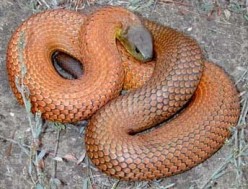 Notechis scutatus scutatus