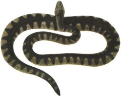 Enhydrina schistosa