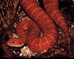 Acanthophis antarticus