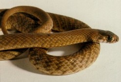 Pseudonaja nuchalis