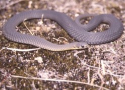 Tropidechis carinatus