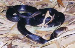 Pseudechis papuanus