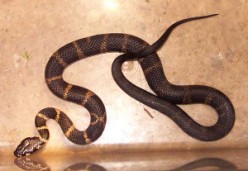 Hoplocephalus stephensi