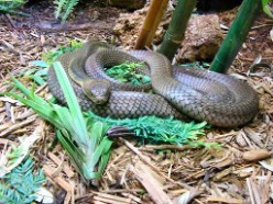 Ophiophagus hannah