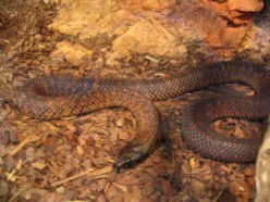 Pseudechis guttatus