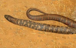Pseudechis colletti