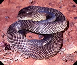 Pseudechis australis