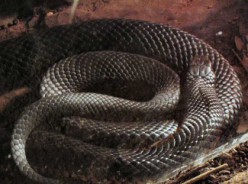 Pseudechis porphyriacus