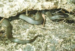 Cryptophis nigrescens