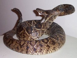 Crotalus adamentus