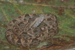 Demansi olivacea