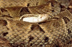 Bothrops atrox
