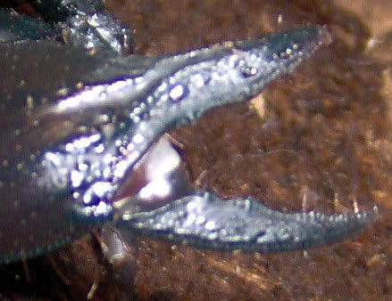 Heterometrus petersii