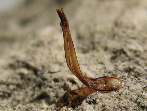 Heterometrus petersii