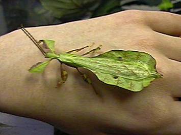 Phyllium bioculatum