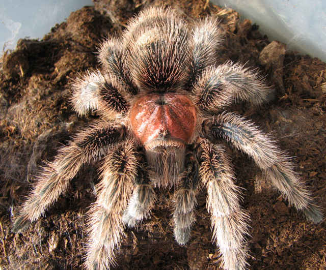 Grammostola rosea