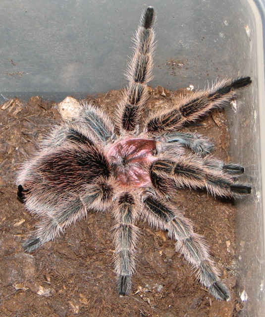 Grammostola rosea