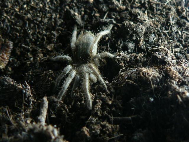 Aphonopelma seemani