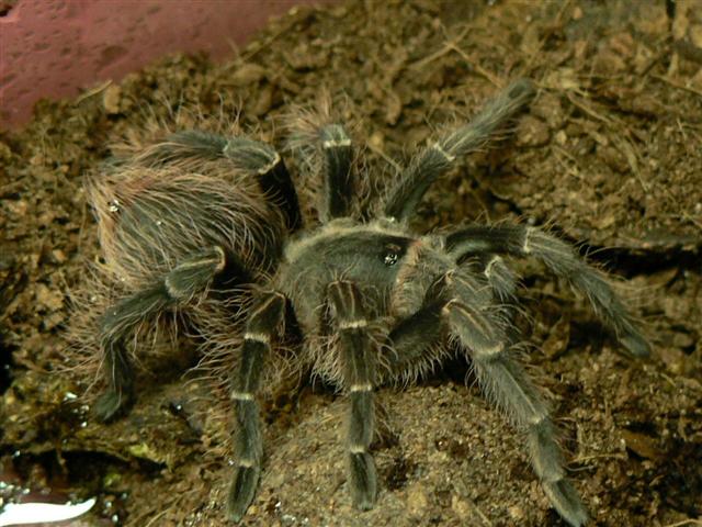 Eupalaestrus campestratus
