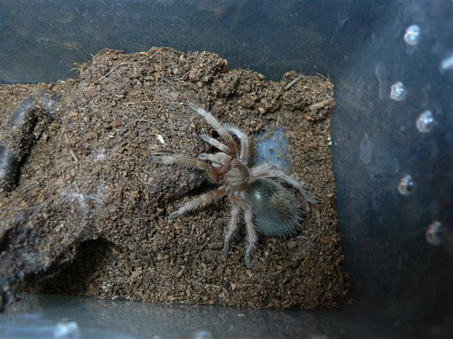 Grammostola rosea