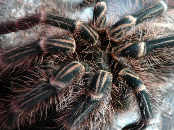 Grammostola aureostriatum