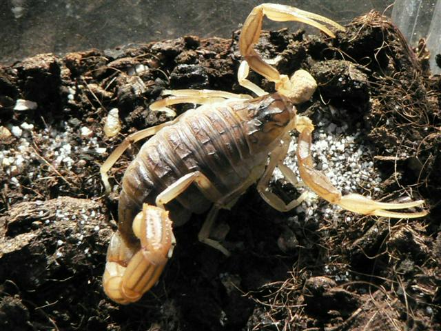 Buthus occitanus
