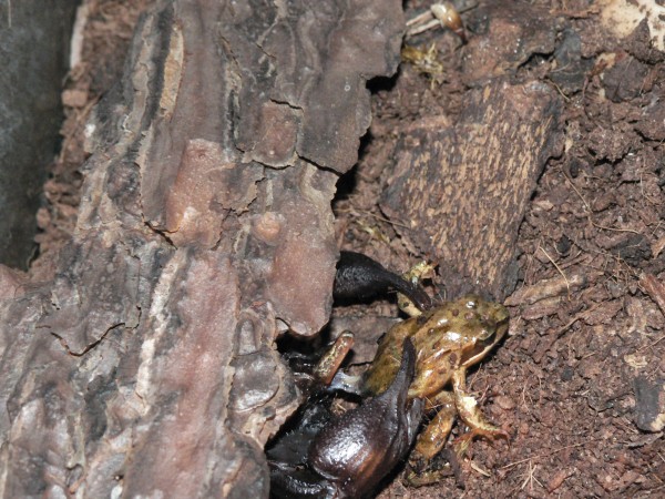 Heterometrus sp.
