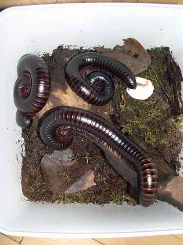 Archispirostreptus gigas