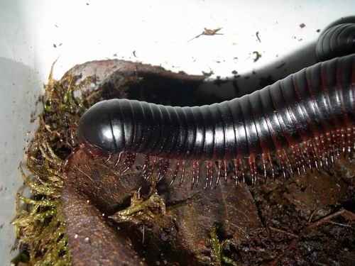 Archispirostreptus gigas