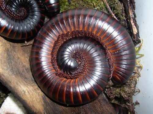 Archispirostreptus gigas