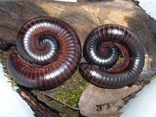 Archispirostreptus gigas