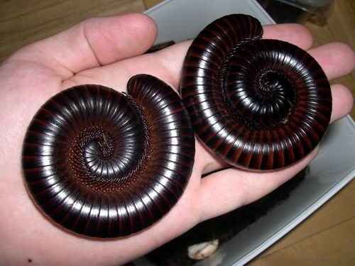 Archispirostreptus gigas