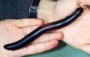 Archispirostreptus gigas