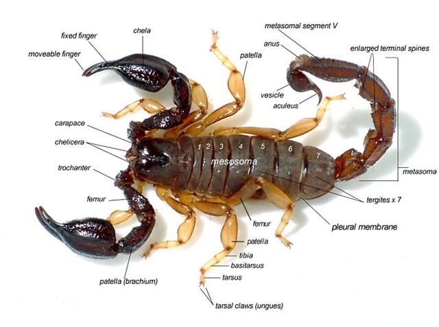 Scorpiones