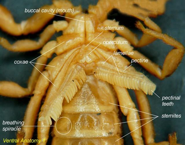 Scorpiones