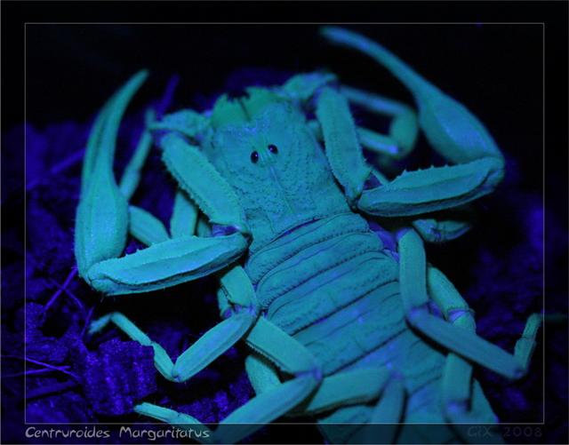 Scorpiones