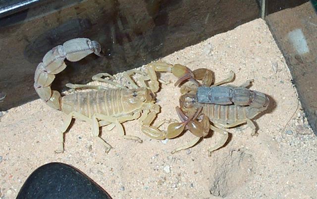 Scorpiones