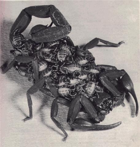 Scorpiones