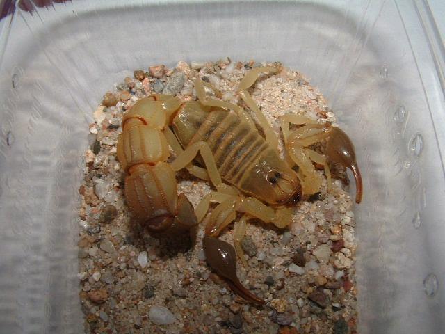 Scorpiones
