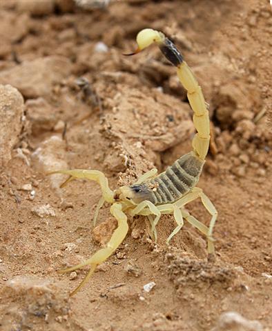 Scorpiones
