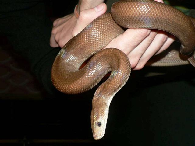 Epicrates Cenchria maurus